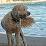 Puccini participe au concours pour gagner de l'argent avec cette photo :