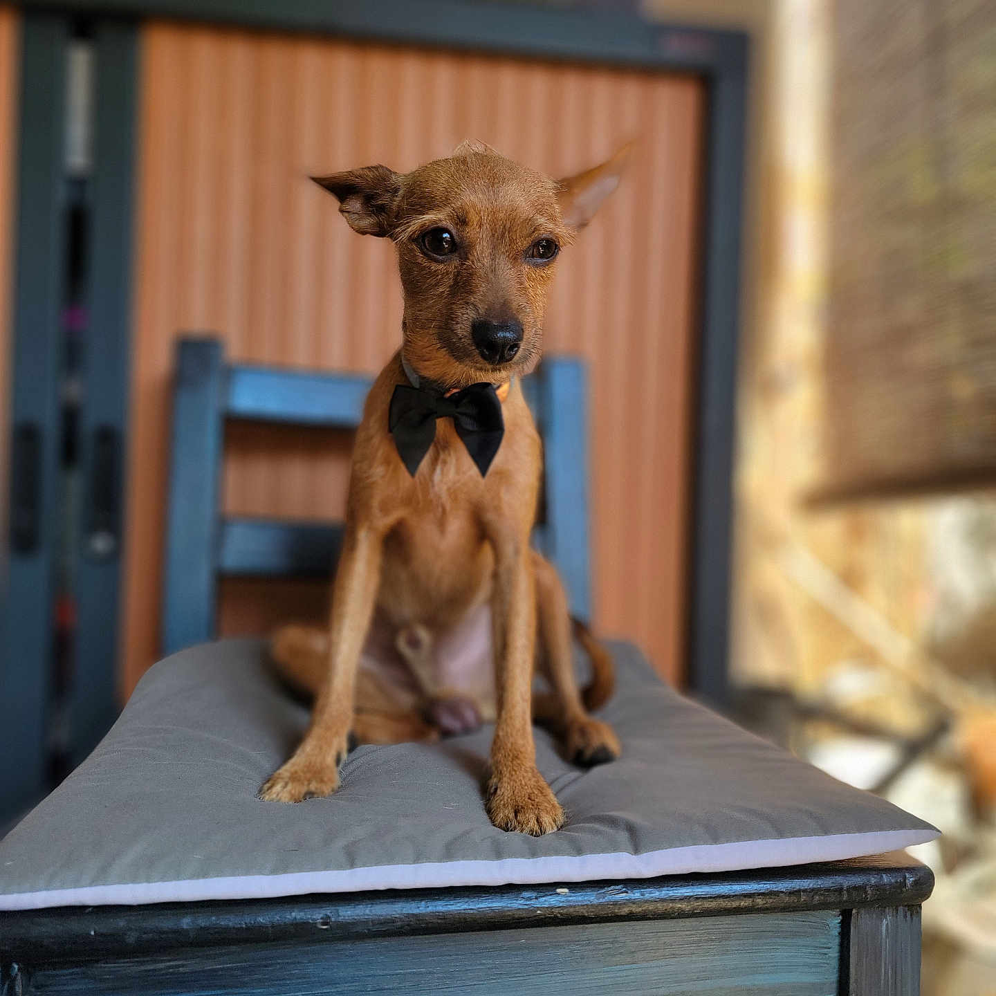 Kiko a rejoint le concours — aidez-le/la à gagner de superbes lots ! animal, bow_tie, brown_dog, canine, chair, closeup, cushion, cute, dog, domestic_animal, expression, furniture, furry, indoors, looking_away, pet, portrait, sitting, small_dog, young_dog