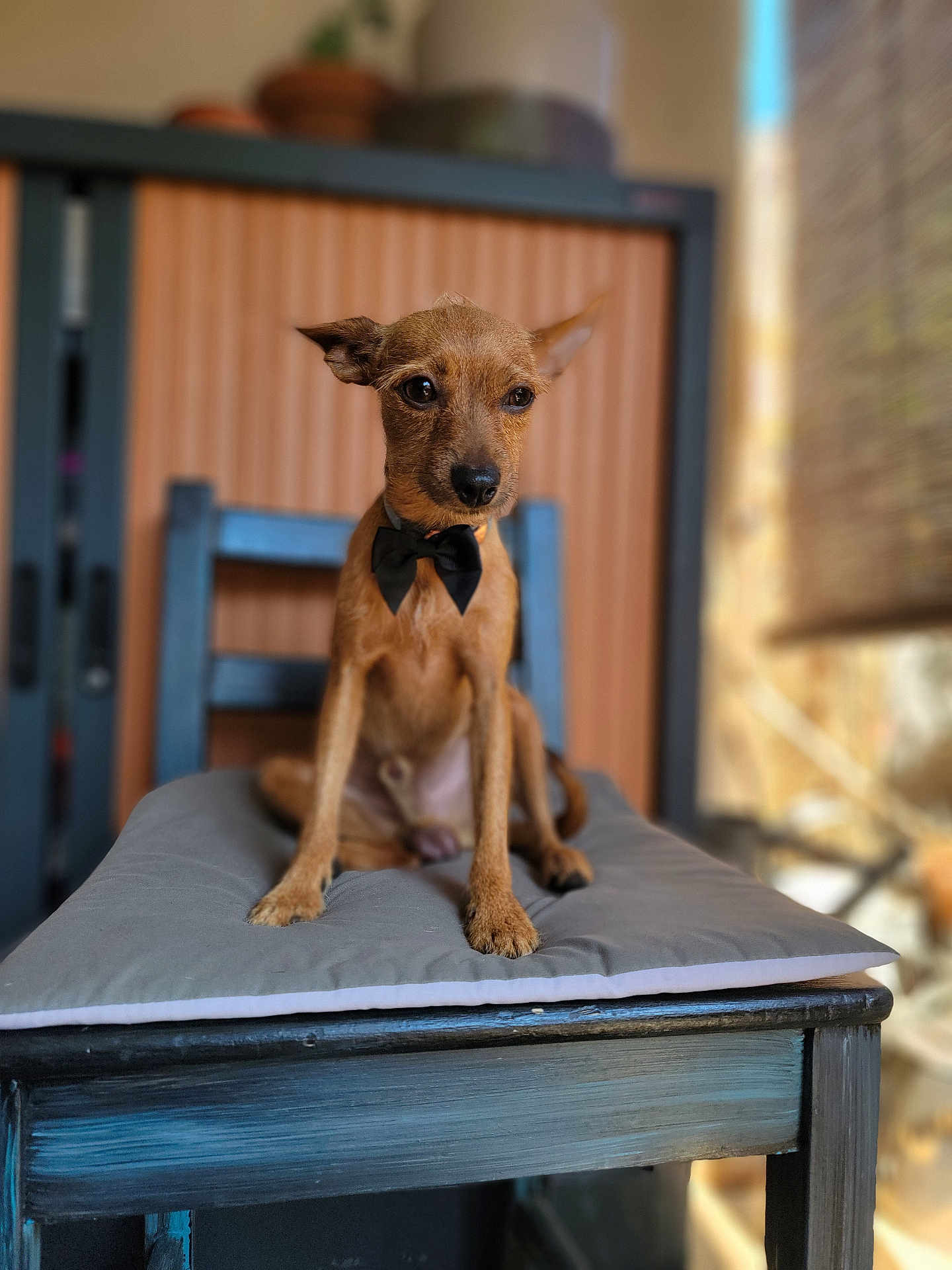 Kiko a rejoint le concours — aidez-le/la à gagner de superbes lots ! dog, small_dog, bow_tie, chair, cushion, pet, indoors, brown_dog, portrait, animal, sitting, cute, furniture, closeup, domestic_animal, canine, young_dog, expression, looking_away, furry