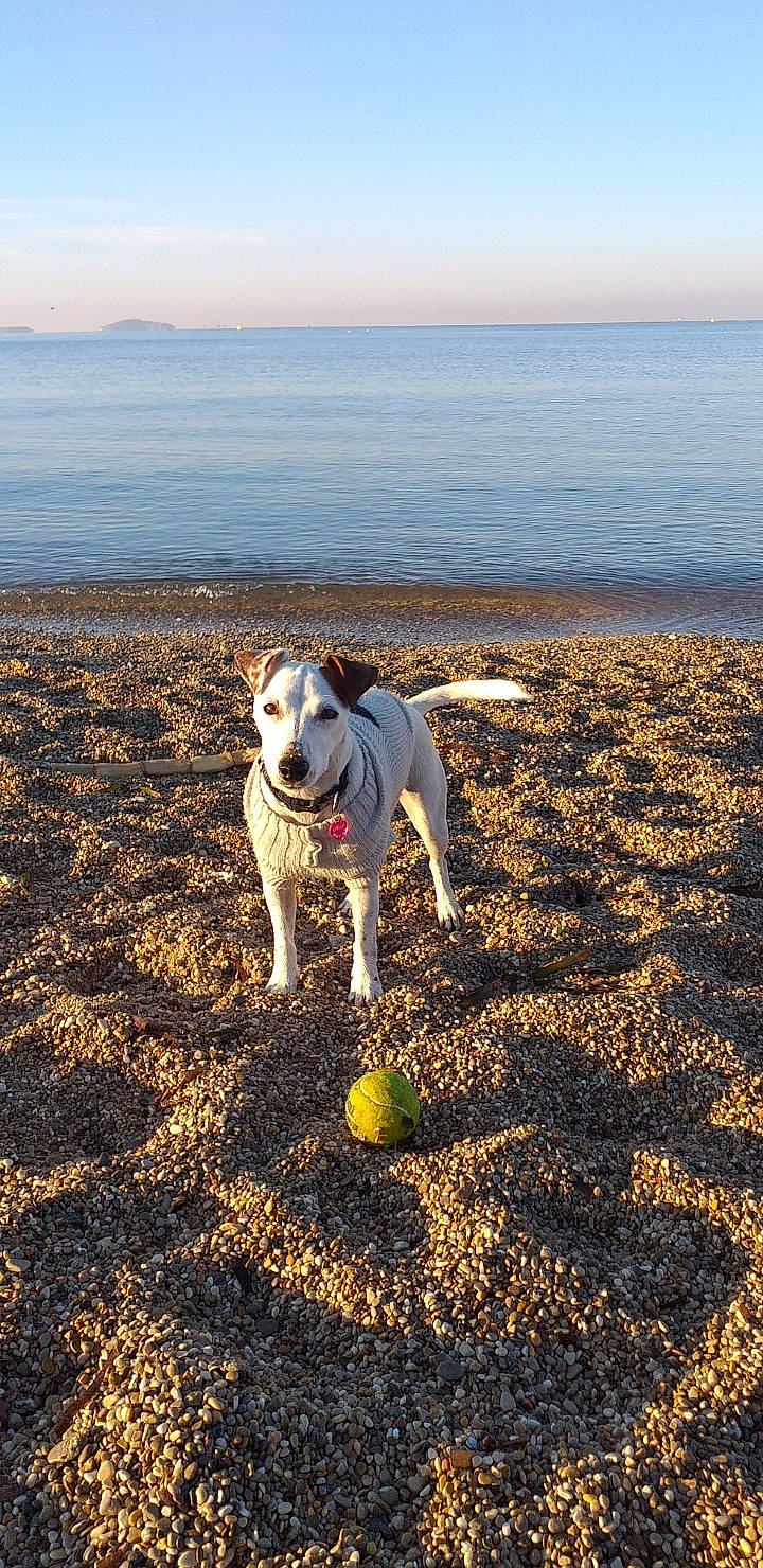 Stella a rejoint le concours — aidez-le/la à gagner de superbes lots ! american_bulldog, american_pit_bull_terrier, american_staffordshire_terrier, ball, beach, canidae, carnivore, coast, dog, dog_breed, fawn, ocean, sand, sea, sky, soil, sporting_group