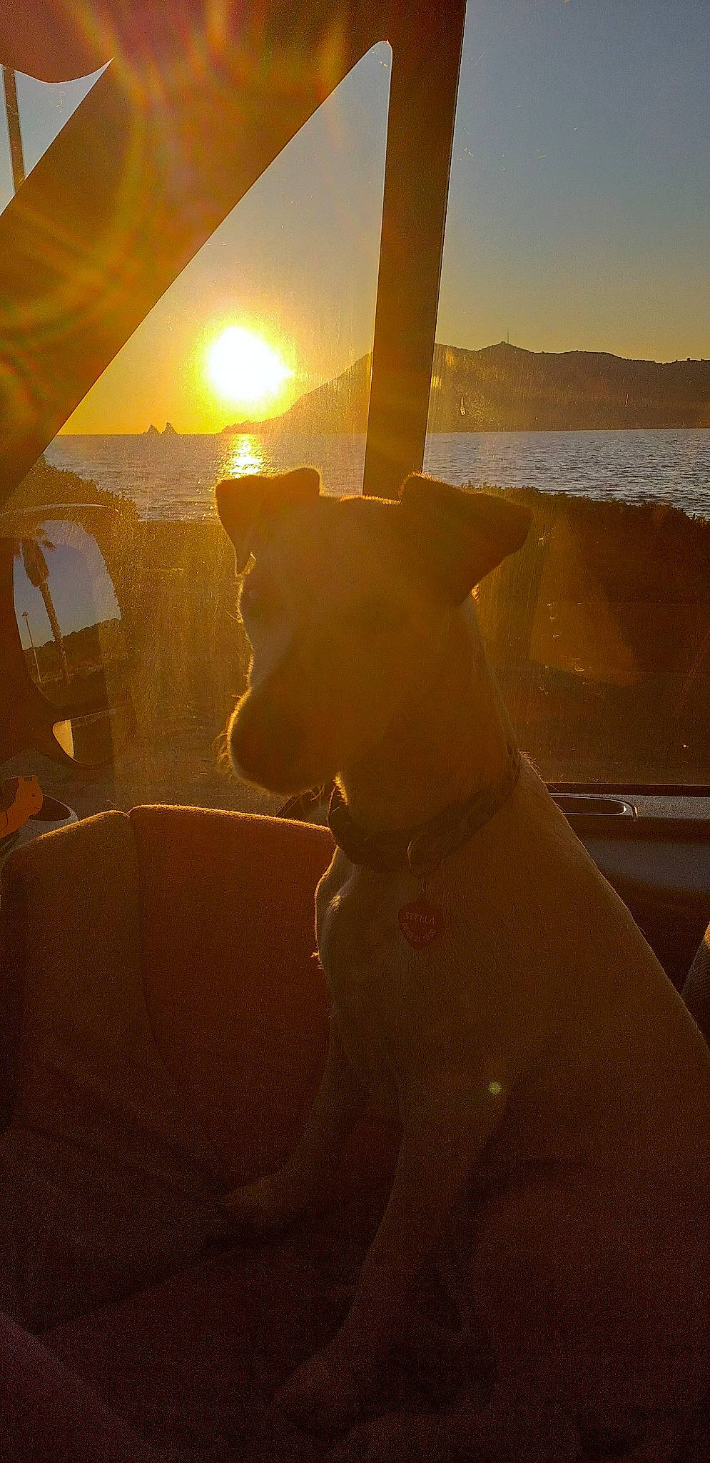 Stella participe au concours pour gagner de l'argent avec cette photo : backlighting, bull_terrier, bulldog, canidae, carnivore, dog, evening, fawn, guard_dog, heat, lens_flare, light, non_sporting_group, sky, snout, sun, sunlight, sunset