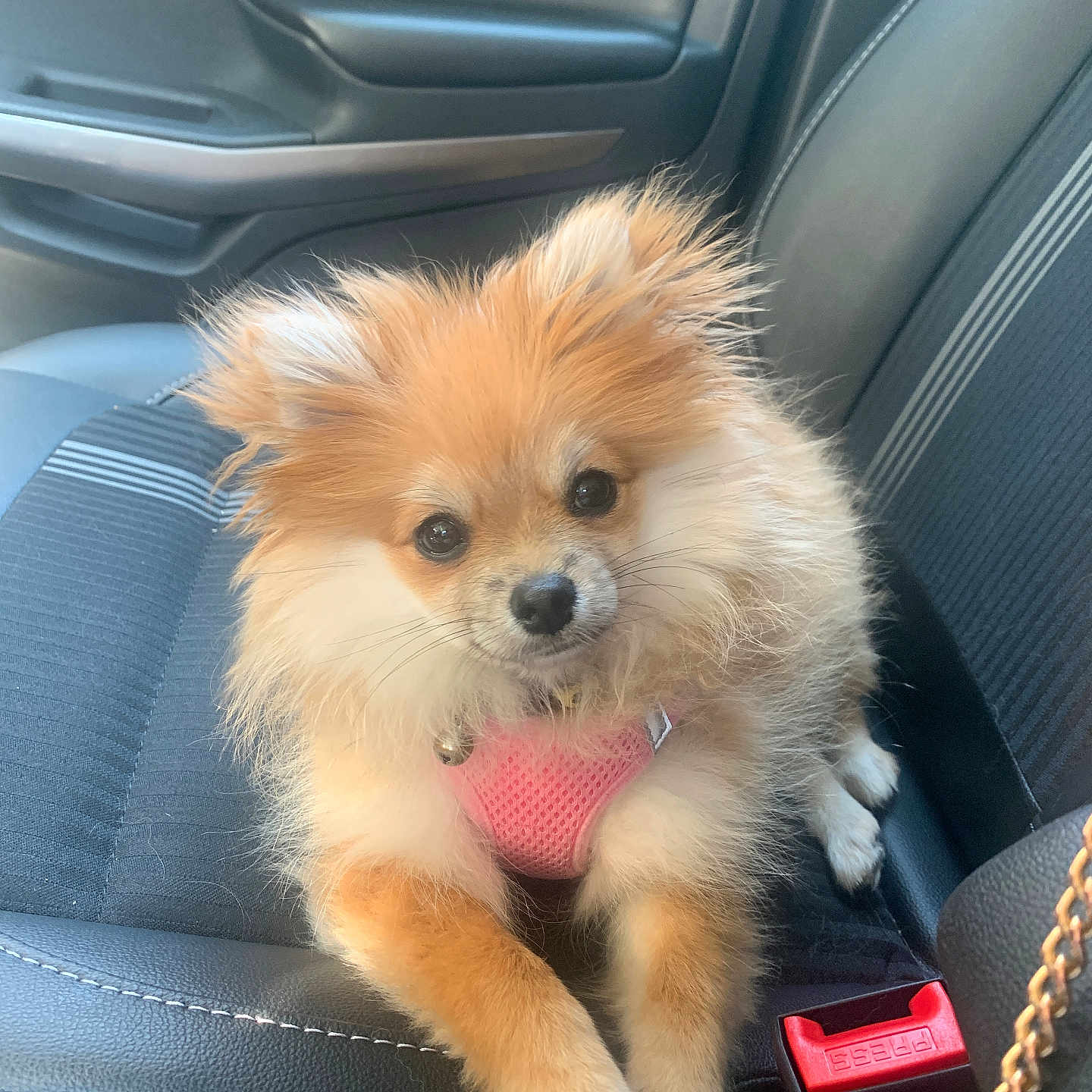 Mia joined the competition — help win amazing prizes! adorable, animal, black_leather, car_interior, car_seat, companion, cute, dog, domestic_animal, fluffy, fur, indoor, looking_at_camera, pet, pink_harness, pomeranian, puppy, seatbelt, sitting, small_dog