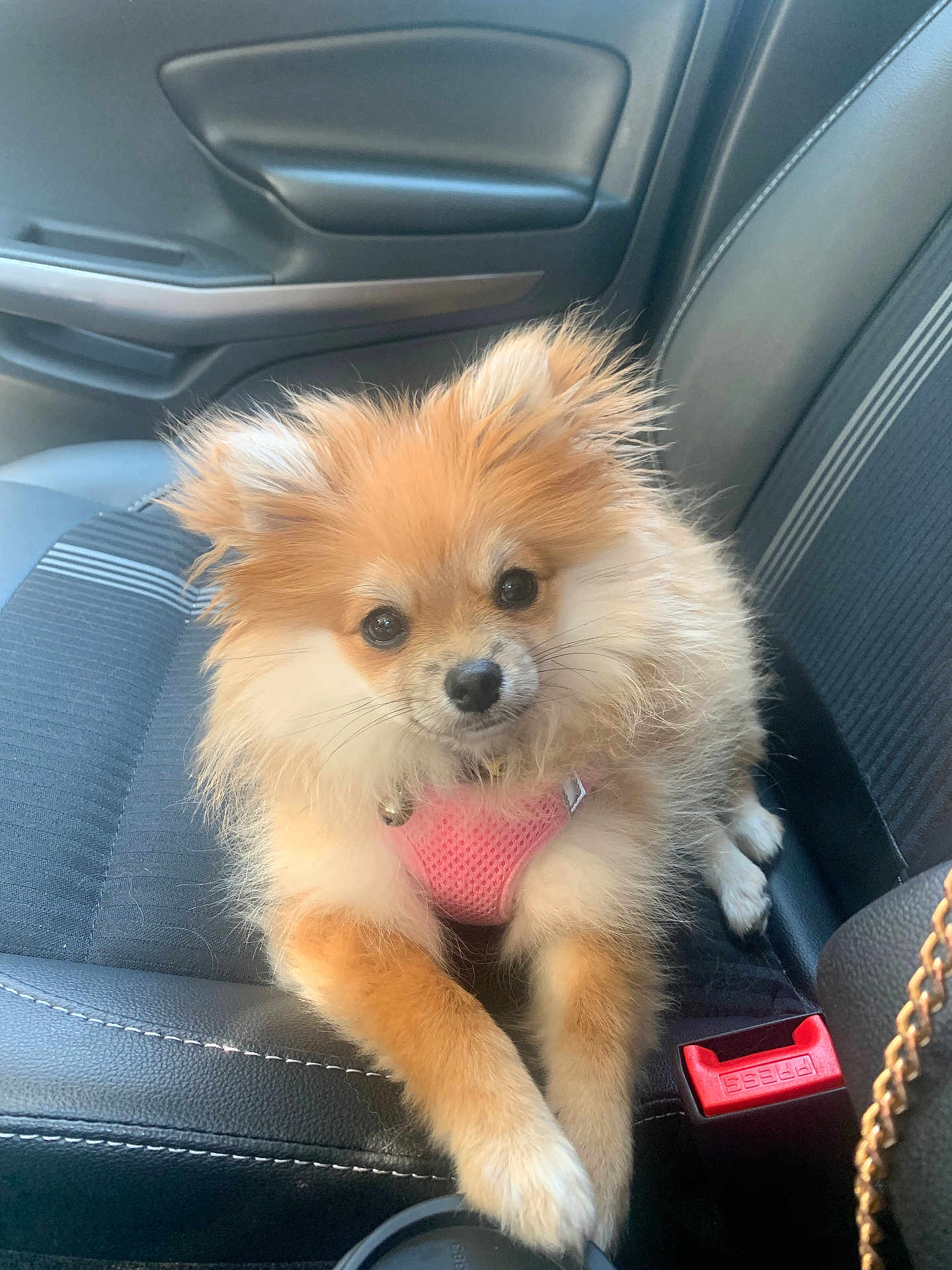Mia joined the competition — help win amazing prizes! dog, puppy, pomeranian, pink_harness, car_seat, black_leather, pet, cute, fluffy, small_dog, animal, indoor, seatbelt, car_interior, looking_at_camera, adorable, fur, sitting, companion, domestic_animal