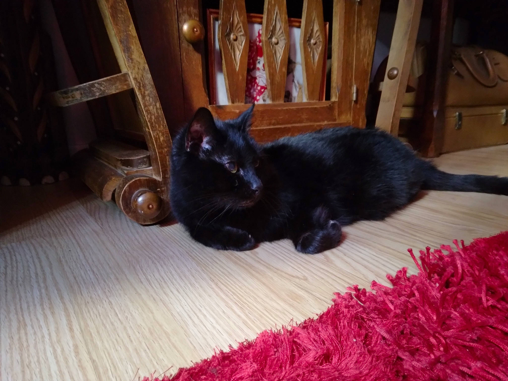 Démons participe au concours pour gagner de l'argent avec cette photo : black_cat, bombay, canidae, carnivore, cat, claw, comfort, dog_breed, domestic_short_haired_cat, felidae, floor, flooring, fur, hardwood, small_to_medium_sized_cats, sporting_group, tail, whiskers, wood, wood_stain