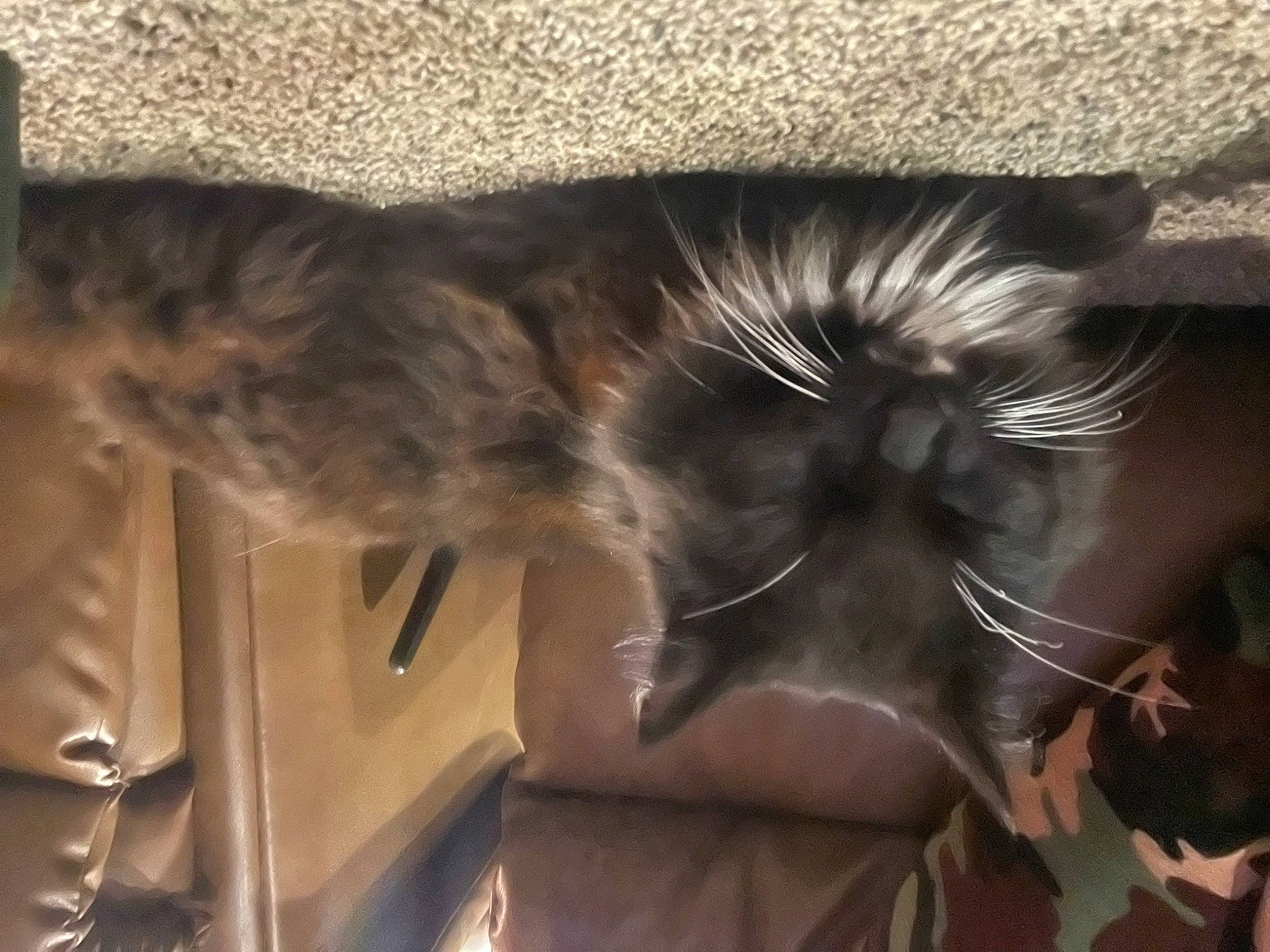 Laroi joined the competition — help win amazing prizes! carnivore, cat, comfort, companion_dog, dog_breed, domestic_short_haired_cat, ear, fawn, feather, felidae, fur, mammal, small_to_medium_sized_cats, snout, sporting_group, tail, tree, vertebrate, whiskers, wood