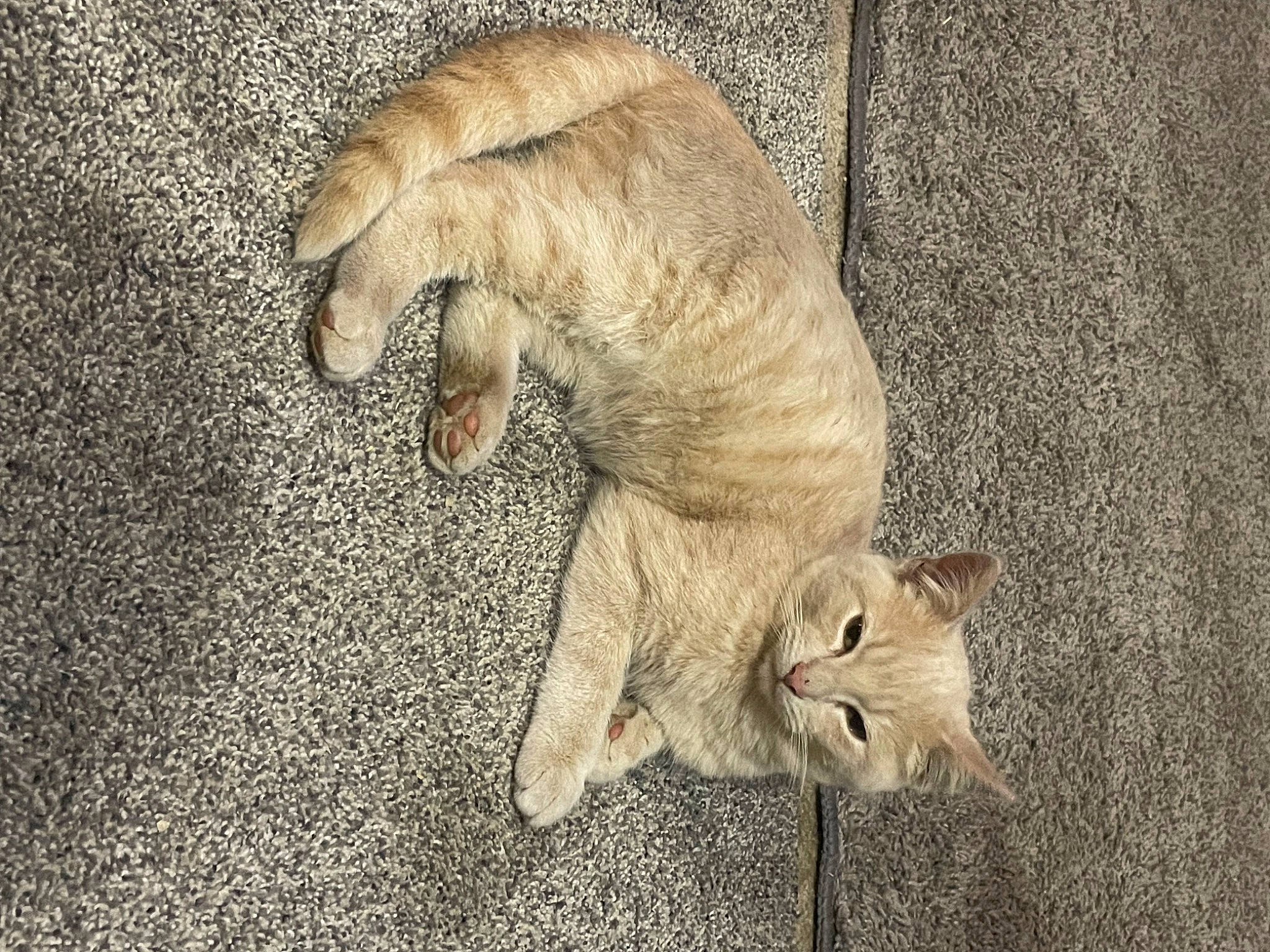 Nelly joined the competition — help win amazing prizes! art, canidae, carnivore, cat, claw, comfort, domestic_short_haired_cat, fawn, felidae, flooring, fur, human_leg, paw, small_to_medium_sized_cats, snout, tail, terrestrial_animal, whiskers, wildlife, wood