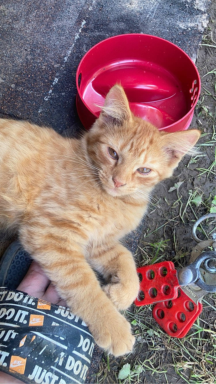 Theo is registered to the contest to win money with this photo: carnivore, cat, cat_supply, claw, dice, domestic_short_haired_cat, fawn, felidae, fur, grass, paw, pet_supply, photo_caption, small_to_medium_sized_cats, snout, tail, toy, whiskers, wildlife