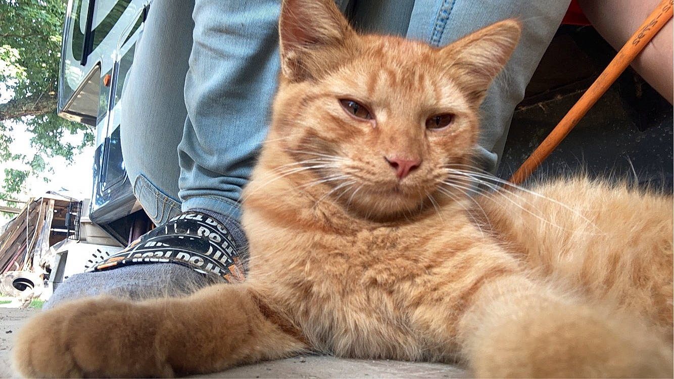 Theo joined the competition — help win amazing prizes! carnivore, cat, claw, comfort, denim, domestic_short_haired_cat, fawn, felidae, fur, paw, plant, sitting, small_to_medium_sized_cats, tail, terrestrial_animal, whiskers, wildlife