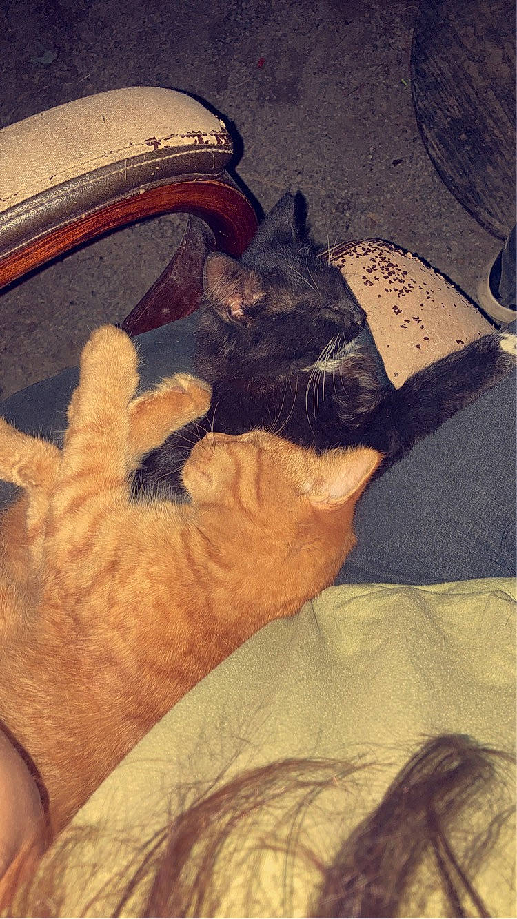 Theo is registered to the contest to win money with this photo: carnivore, cat, cloud, comfort, companion_dog, cool, dog_breed, fawn, felidae, finger, foot, human_leg, small_to_medium_sized_cats, snout, tail, textile, thigh, tints_and_shades, vertebrate, whiskers