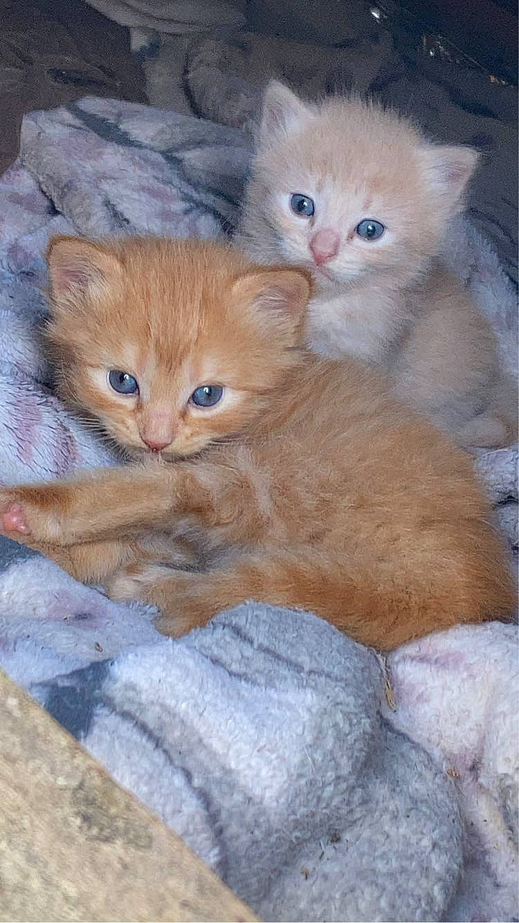 Theo joined the competition — help win amazing prizes! carnivore, cat, claw, comfort, domestic_short_haired_cat, fawn, felidae, fur, iris, paw, small_to_medium_sized_cats, snout, tail, terrestrial_animal, whiskers