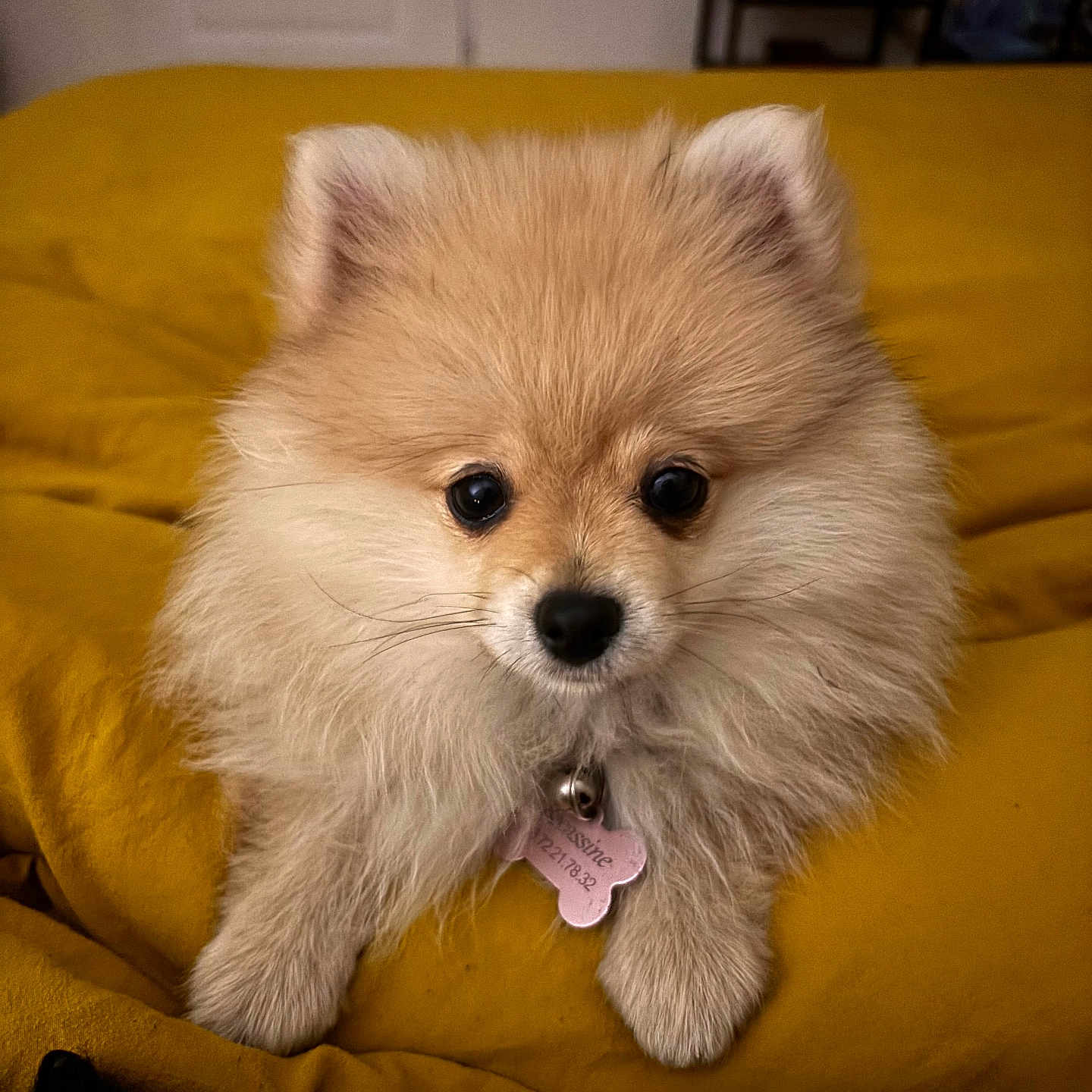 Bécassine participe au concours pour gagner de l'argent avec cette photo : dog, puppy, pomeranian, fluffy, pet, cute, animal, indoor, bed, blanket, yellow, fur, small, collar, tag, looking, resting, adorable, closeup, face