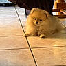 Bécassine participe au concours pour gagner de l'argent avec cette photo : dog, puppy, pomeranian, fluffy, indoor, tile_floor, brown_coat, pet, small_dog, cute, animal, resting, furniture, wooden, warm_light, cozy, domestic, companion, adorable, floor