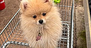 Bécassine participe au concours pour gagner de l'argent avec cette photo : puppy, dog, pomeranian, shopping_cart, metal, plants, potted_plants, garden_center, outdoor, fur, cute, small_dog, pet, animal, brown_fur, fluffy, collar, curious, eyes, shopping