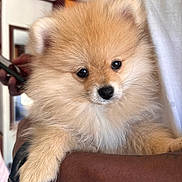 Bécassine a rejoint le concours — aidez-le/la à gagner de superbes lots ! puppy, dog, pomeranian, fluffy, cute, pet, indoor, person, arm, white_shirt, watch, mirror, phone, hand, fur, closeup, animal, companion, adorable, portrait