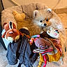Bécassine participe au concours pour gagner de l'argent avec cette photo : dog, puppy, pomeranian, bed, plush_toys, stuffed_animals, indoor, tile_floor, cute, pet, animal, soft, cozy, fur, small_dog, toy, resting, brown, beige, adorable