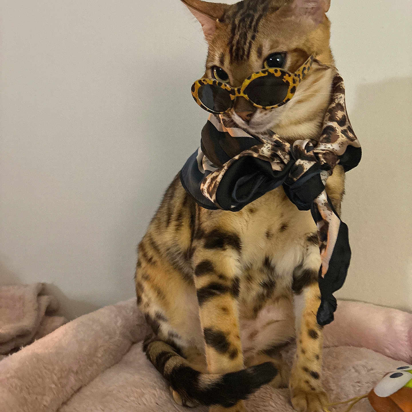 Nala joined the competition — help win amazing prizes! abyssinian, accessories, animal, blanket, cat, clothing, couch, egyptiancat, formalwear, furniture, harness, kitten, leash, manx, ocelot, pet, scarf, siamese, strap, tie