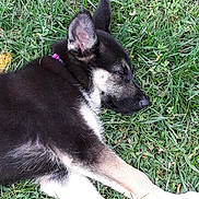Nala joined the competition — help win amazing prizes! puppy, dog, sleeping, grass, outdoor, animal, pet, fur, canine, nature, relaxing, peaceful, young, cute, mammal, laying_down, resting, collar, ears, daylight