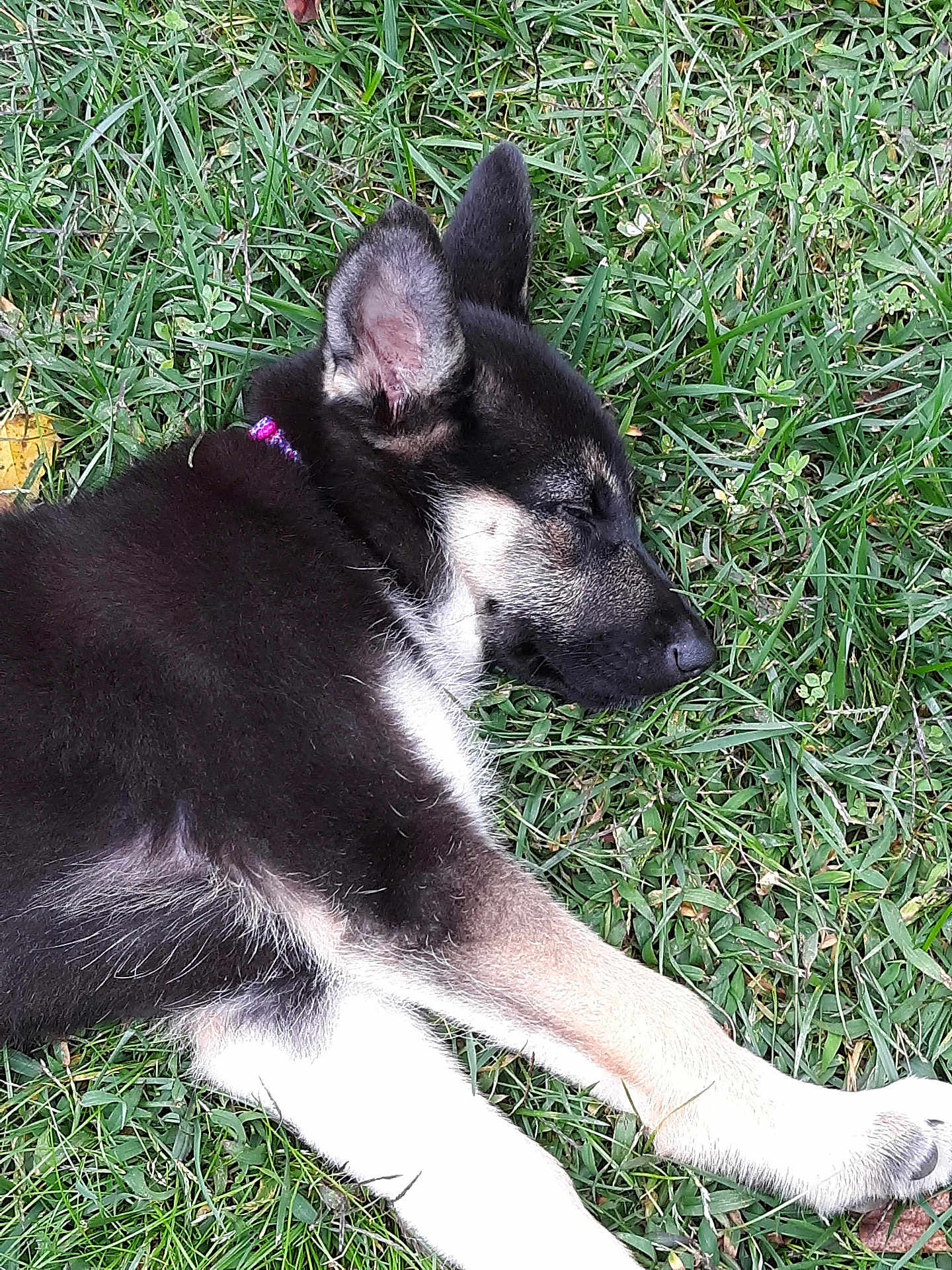 Nala