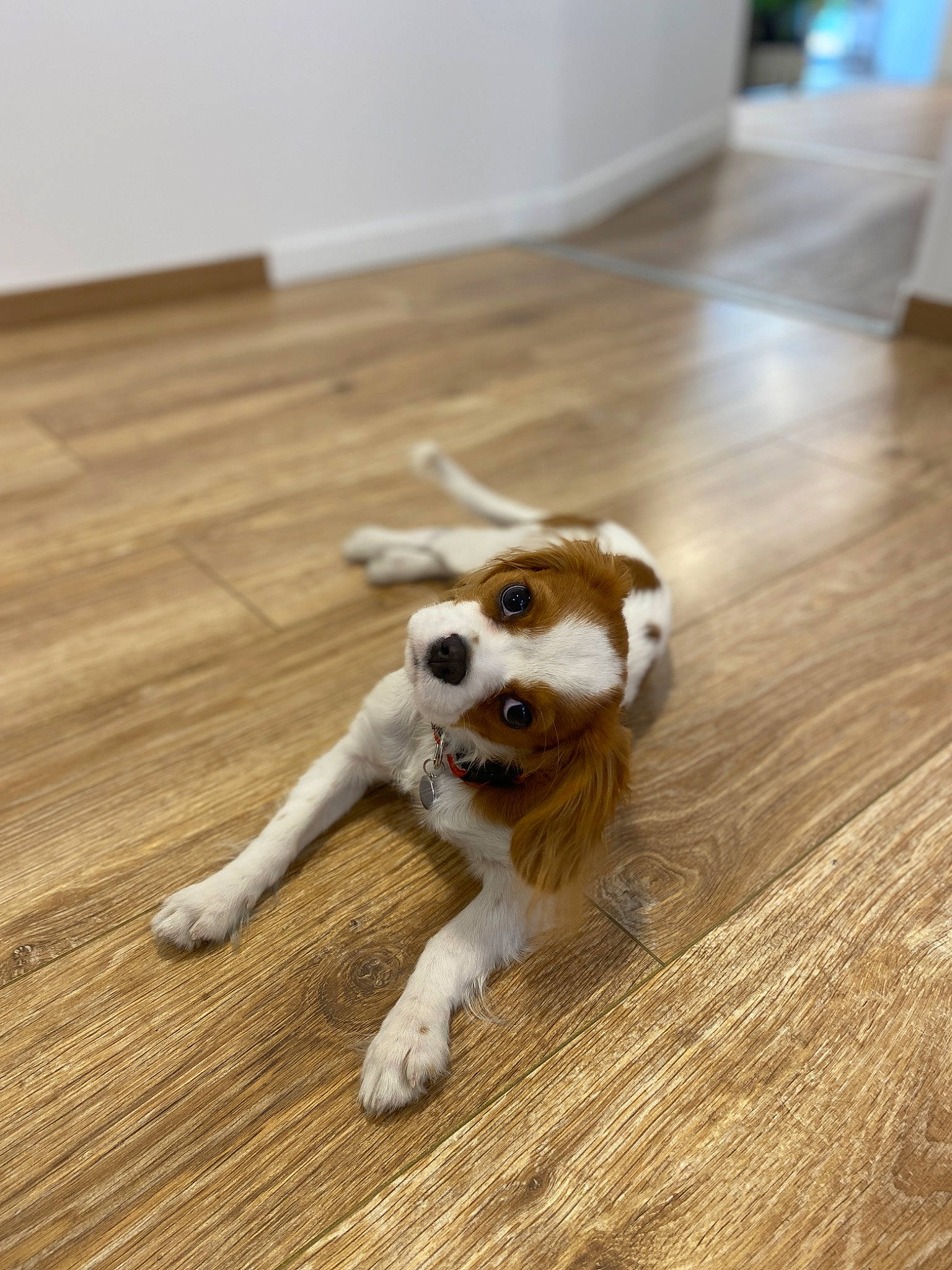 Tiki a rejoint le concours — aidez-le/la à gagner de superbes lots ! canidae, carnivore, companion_dog, dog, dog_breed, fawn, floor, flooring, hardwood, laminate_flooring, paw, snout, sporting_group, tail, toy, varnish, wood, wood_flooring, wood_stain, working_animal