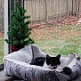 cat, pet_bed, striped, black_and_white, indoor, window, glass_door, small_tree, pine_tree, decor, fence, backyard, grass, leaves, relaxing, cozy, curious, animal, torn_bed, houseplant