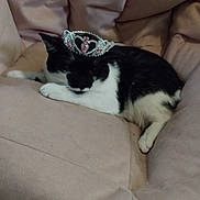 Ember joined the competition — help win amazing prizes! cat, tiara, black_and_white, pet, feline, couch, chair, indoor, relaxed, comfortable, soft_furniture, pink, animal, domestic_animal, portrait, laying_down, cute, cozy, decor, tiara_jewelry