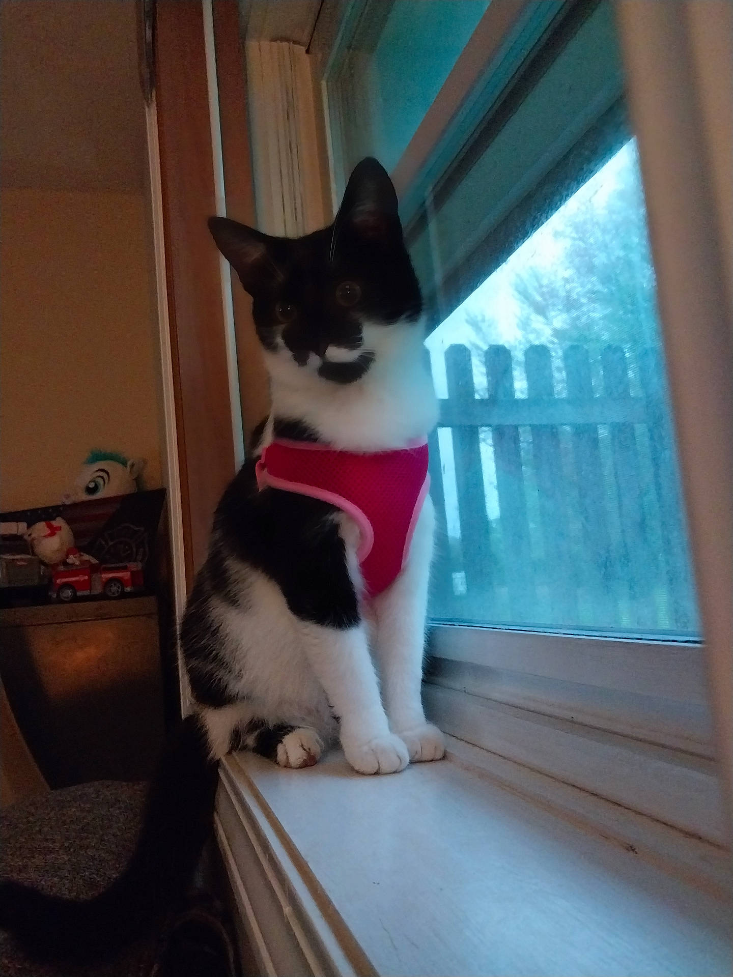 Ember is registered to the contest to win money with this photo: animal, black_and_white, cat, cozy, curtain, daylight, domestic_cat, fence, furniture, harness, house, indoor, looking_outside, pet, quiet, sitting, tail, toy, window, windowsill