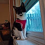 cat, black_and_white, pet, window, windowsill, indoor, harness, fence, toy, furniture, animal, looking_outside, sitting, tail, domestic_cat, house, cozy, curtain, daylight, quiet