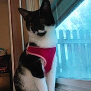 Ember is registered to the contest to win money with this photo: black_and_white, cat, curtain, ears, feline, harness, home_interior, indoor, looking_out, natural_light, paws, pet, picket_fence, pink_harness, portrait, reflection, tuxedo_cat, whiskers, window, windowsill