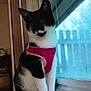 black_and_white, cat, curtain, ears, feline, harness, home_interior, indoor, looking_out, natural_light, paws, pet, picket_fence, pink_harness, portrait, reflection, tuxedo_cat, whiskers, window, windowsill
