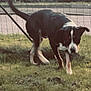 dog, grass, outdoor, fence, black_and_white, canine, pet, animal, nature, yard, curious, standing, tail, daytime, blur, background, greenery, muzzle, ears, four_legs