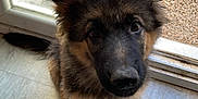 Aiko participe au concours pour gagner de l'argent avec cette photo : dog, puppy, german_shepherd, indoor, floor, glass_door, ears, fur, pet, animal, looking_up, curious, young, cute, adorable, home, window, garden, dog_bowl, flooring