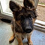 dog, puppy, german_shepherd, indoor, floor, glass_door, ears, fur, pet, animal, looking_up, curious, young, cute, adorable, home, window, garden, dog_bowl, flooring