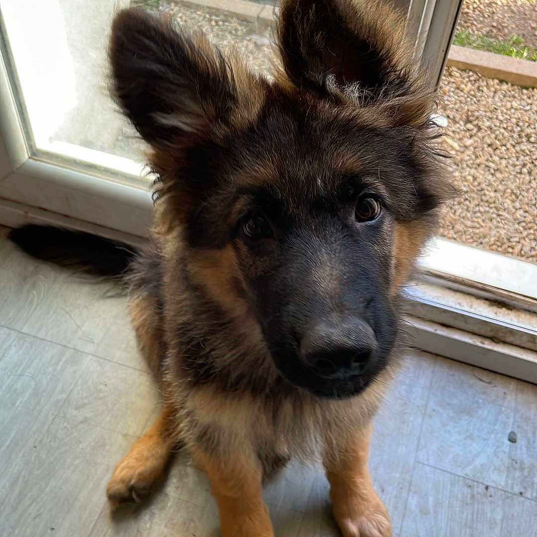 Aiko participe au concours pour gagner de l'argent avec cette photo : adorable, animal, curious, cute, dog, dog_bowl, ears, floor, flooring, fur, garden, german_shepherd, glass_door, home, indoor, looking_up, pet, puppy, window, young