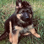 Aiko a rejoint le concours — aidez-le/la à gagner de superbes lots ! puppy, german_shepherd, dog, grass, outdoor, pet, animal, fur, ears, cute, young, nature, greenery, canine, sitting, playful, adorable, companion, portrait, pet_outdoor