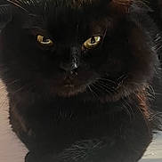 Vincent is registered to the contest to win money with this photo: black_cat, cat, indoor, yellow_eyes, fur, pet, animal, relaxed, moody_lighting, close_up, domestic_cat, whiskers, face, paw, resting, table, shadow, home, feline, portrait