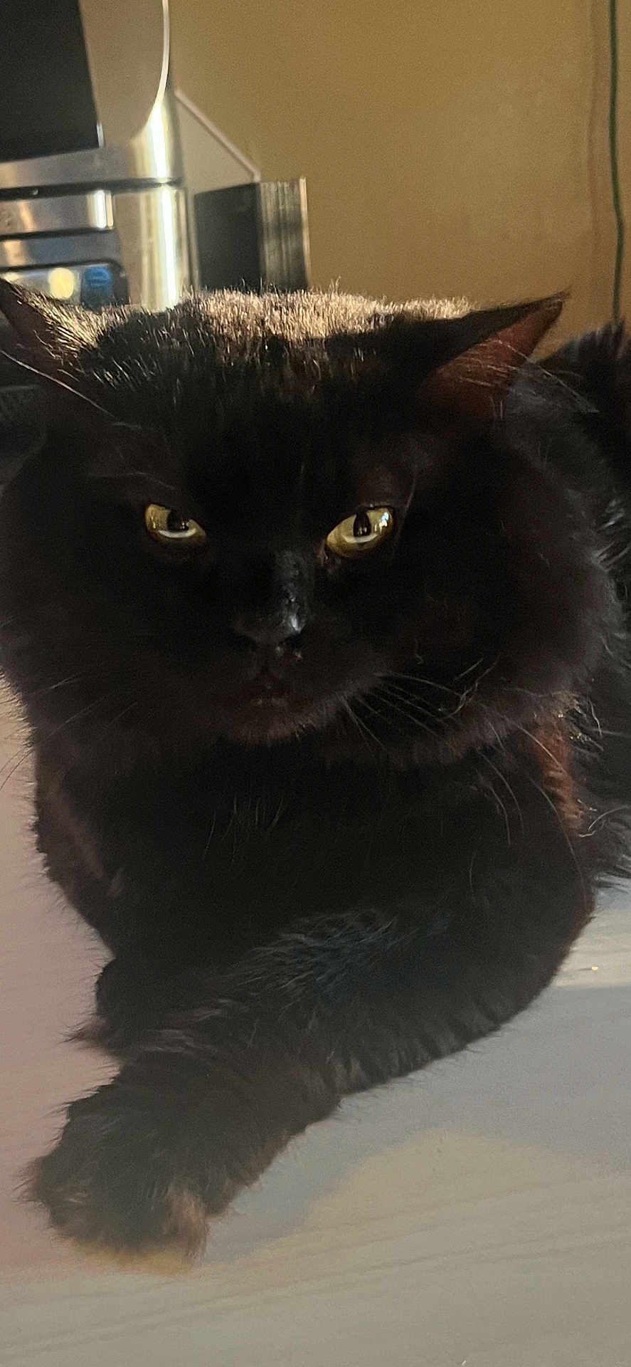 Vincent is registered to the contest to win money with this photo: black_cat, cat, indoor, yellow_eyes, fur, pet, animal, relaxed, moody_lighting, close_up, domestic_cat, whiskers, face, paw, resting, table, shadow, home, feline, portrait