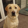 animal, brown_nose, carpet, closeup, collar, cream_coat, dark_eyes, dog, floppy_ears, fur, furry, glass_door, home, indoor, labrador, pet, pet_crate, portrait, sitting, yellow_labrador