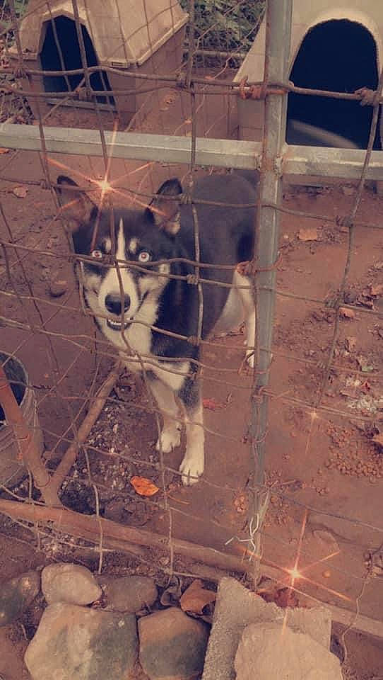 Willow is registered to the contest to win money with this photo: canidae, carnivore, dog_breed, fence, fur, light, line, mesh, pack_animal, shadow, sled_dog, snapshot, snout, soil, terrestrial_animal, wall, whiskers, wire_fencing, wood, working_animal