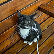 Diva joined the competition — help win amazing prizes! kitten, cat, black_and_white, leash, harness, wooden_bench, pet, animal, whiskers, sitting, curious, wide_eyes, feline, domestic_cat, young_cat, indoor, close_up, looking_up, small_animal, fur