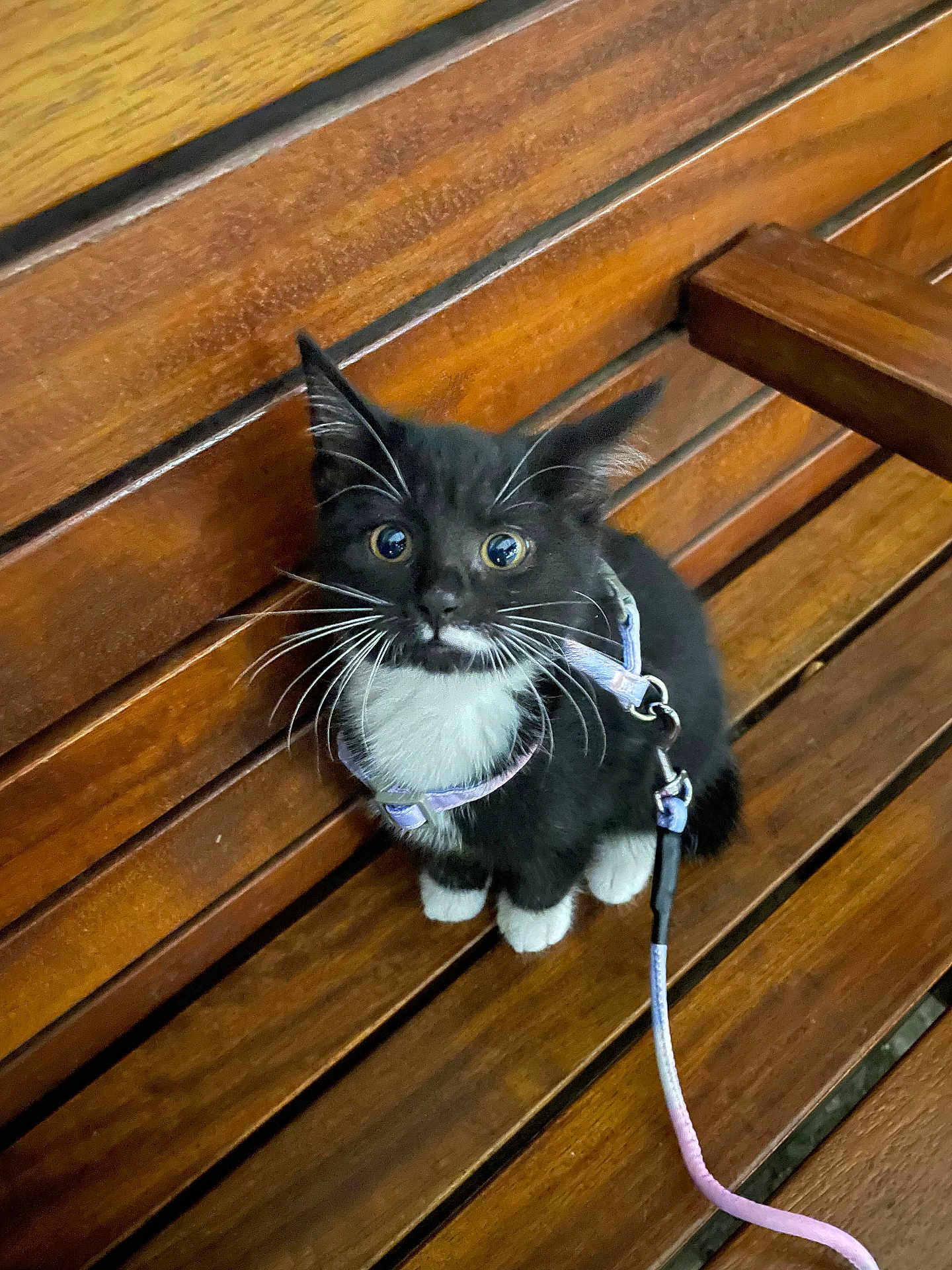 Diva