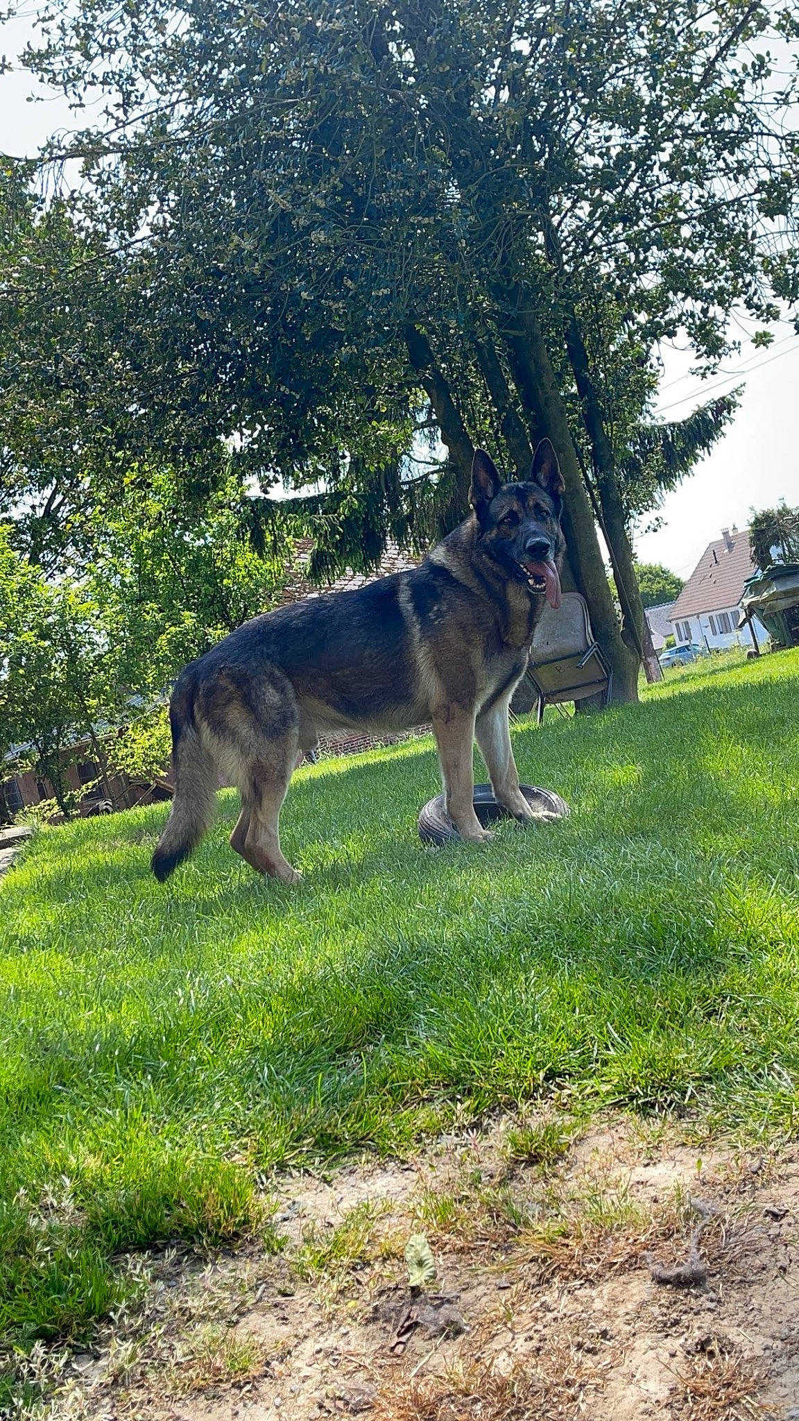 Rex a rejoint le concours — aidez-le/la à gagner de superbes lots ! canidae, canis, carnivore, dog, dog_breed, east_european_shepherd, german_shepherd_dog, grass, king_shepherd, old_german_shepherd_dog, plant, sky, sporting_group, sulimov_dog, tail, terrestrial_animal, tree, wildlife, working_animal, working_dog