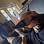 Ruby a rejoint le concours — aidez-le/la à gagner de superbes lots ! dog, german_shepherd, couch, indoor, person, leg, paw, resting, relaxing, open_door, natural_light, shelf, books, casual_clothing, black_shorts, black_sock, living_room, furniture, home, daylight