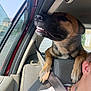 Ruby participe au concours pour gagner de l'argent avec cette photo : dog, car, seat, window, person, paws, headrest, seatbelt, smile, sunlight, collar, interior, vehicle, sideview, shadow, road, outdoor, happy, pet, travel