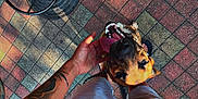 Ruby a rejoint le concours — aidez-le/la à gagner de superbes lots ! dog, person, tattoo, hand, pavement, shadow, tongue_out, petting, shorts, tshirt, outdoor, footwear, happy, animal, companion, summer, casual, colorful, tiles, leash