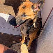 Ruby participe au concours pour gagner de l'argent avec cette photo : dog, german_shepherd, pet, animal, leash, sunlight, shadow, doorstep, tile_floor, happy, ears, snout, fur, sitting, collar, outdoor, person, shorts, leg, shadow_play