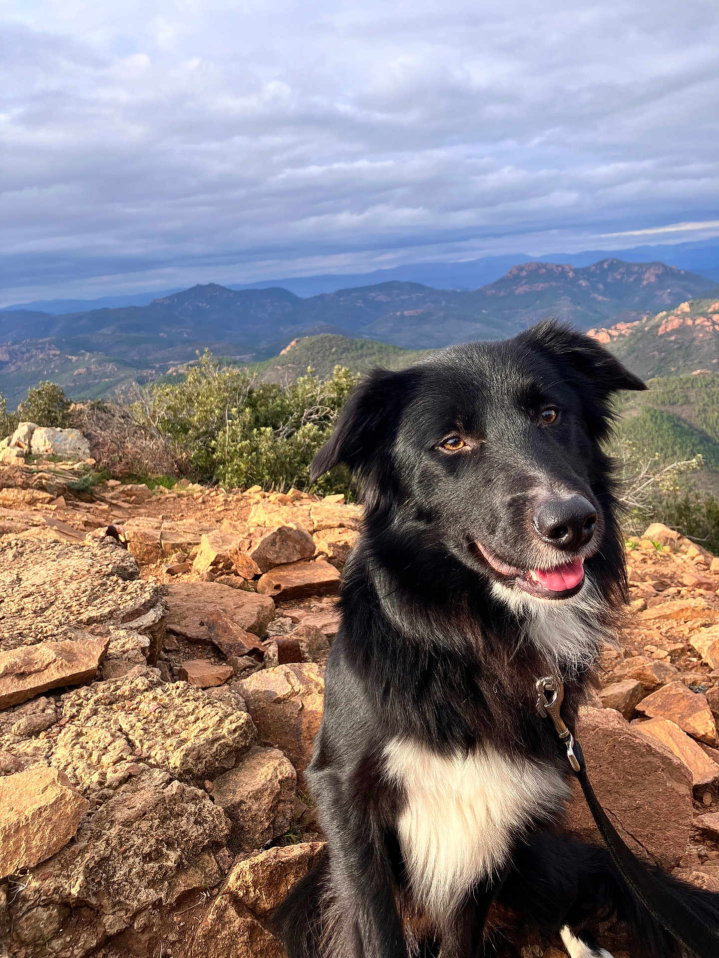 Fenix a rejoint le concours — aidez-le/la à gagner de superbes lots ! dog, black_dog, white_fur, outdoor, mountain, rocks, landscape, nature, sky, cloudy, pet, leash, happy, tongue_out, fur, animal, scenic, adventure, sitting, sunlight