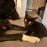 Fenix participe au concours pour gagner de l'argent avec cette photo : dog, kitten, black_dog, black_kitten, white_paw, pet, indoor, floor, curious, animal, feline, canine, close_up, portrait, friendship, cute, playful, furry, domestic, companions