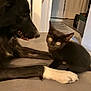 dog, kitten, black_dog, black_kitten, white_paw, pet, indoor, floor, curious, animal, feline, canine, close_up, portrait, friendship, cute, playful, furry, domestic, companions