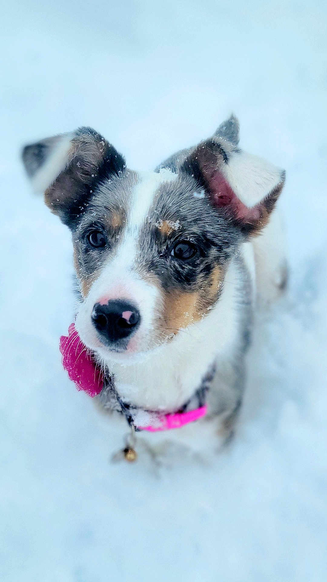 Finlee is registered to the contest to win money with this photo: dog, puppy, snow, close_up, pet, animal, collar, winter, cute, fur, ears, black_nose, outdoor, young_dog, white_background, looking_up, adorable, cold, playful, fluffy