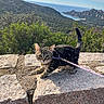 Kira participe au concours pour gagner de l'argent avec cette photo : adventure, alert, animal, cat, clouds, curious, greenery, kitten, leash, ledge, mountains, nature, outdoor, pet, plants, scenic, sky, stone, tabby, young